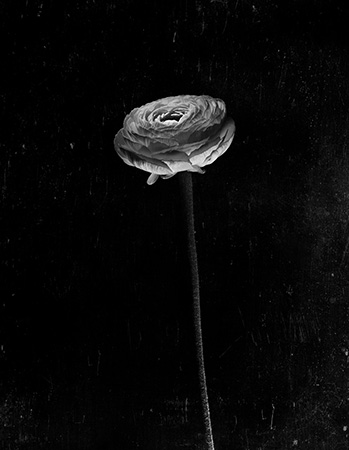 Still Life Photography Composition 20 - Tunç Yalçın