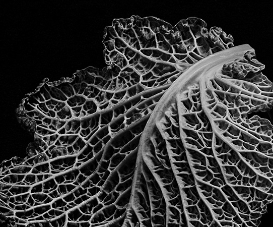 Still Life Photography Composition 22 - Tunç Yalçın