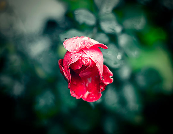 Still Life Photography Composition 23 - Tunç Yalçın