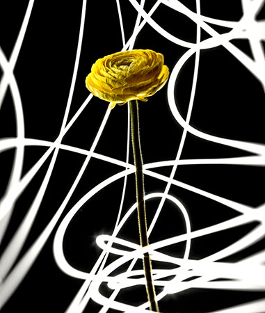 Still Life Photography Composition 24 - Tunç Yalçın